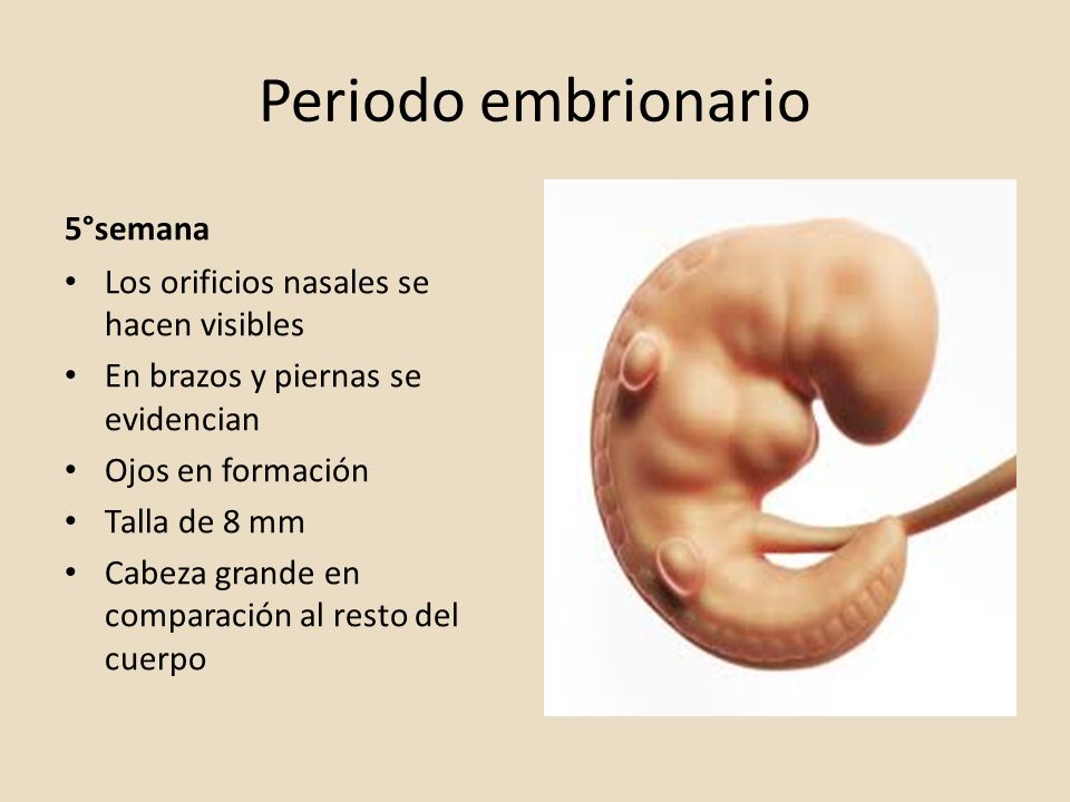 Feto a 5 semanas de gestacion